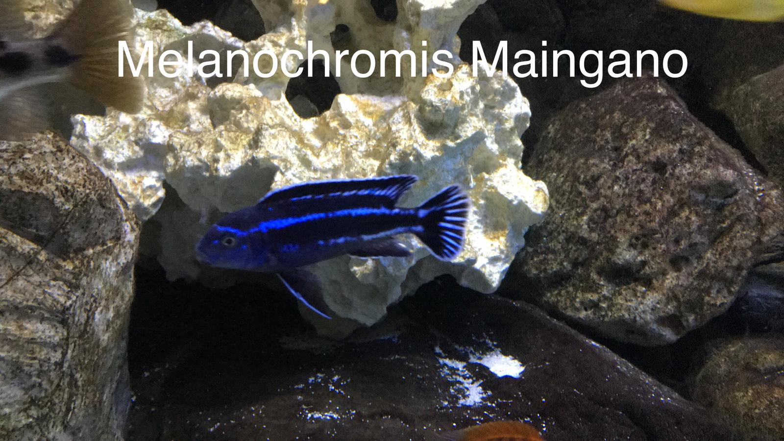 Melanochromis Maingano - Visvoertotaal.nl